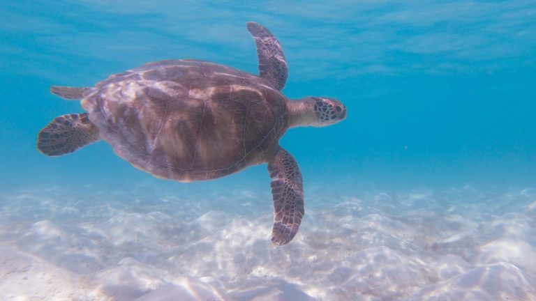 Balabac Palawan Seaturtle Tours - by The wanderwalkers