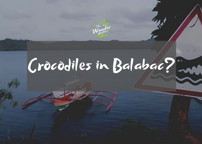 Crocodiles in Balabac