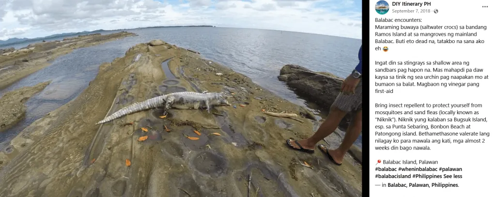 Dead crocs spotted in Timbayan Rock near Ramos Island