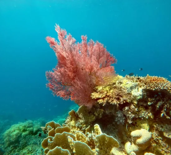 Red sea fan and hard corals on a reef in Balabac