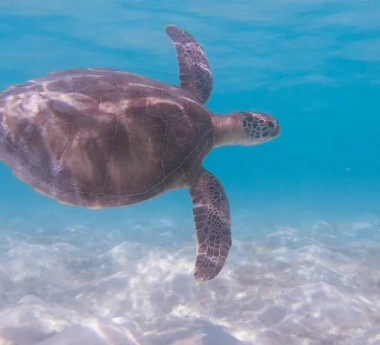 Sea turtle swimming over white sand in clear water in Balabac